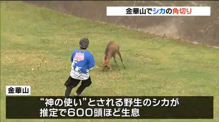国内では2か所だけ 神の使い“鹿”の角を切る秋の伝統行事 宮城・金華山