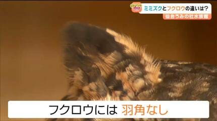 フクロウとミミズクの違いってなに 水族館の入口で「アフリカ