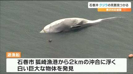 死んだ状態が長くそのまま流されてきたか」沖合に浮かぶクジラ水族館が