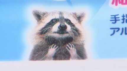 深夜の神社、野生のアライグマが見つめる先に…手指消毒用アルコール