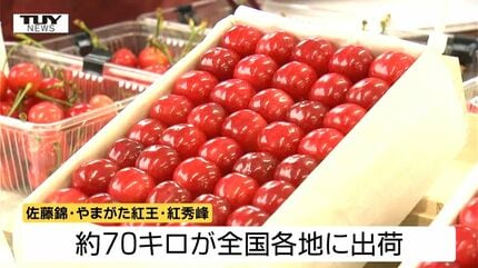 動画】去年より30万円上回る さくらんぼ「佐藤錦」過去最高額の180万円