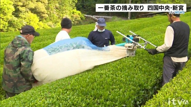 一番茶に“異変” 去年の猛暑の影響で収穫減 でも芽の数が少ない分、味は抜群!|TBS NEWS DIG