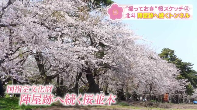 【撮っておきの桜④】圧巻!800mにわたる約300本の桜のトンネル…HBCカメラマンスケッチ 第4回 北斗市・陣屋跡の桜並木|TBS NEWS DIG