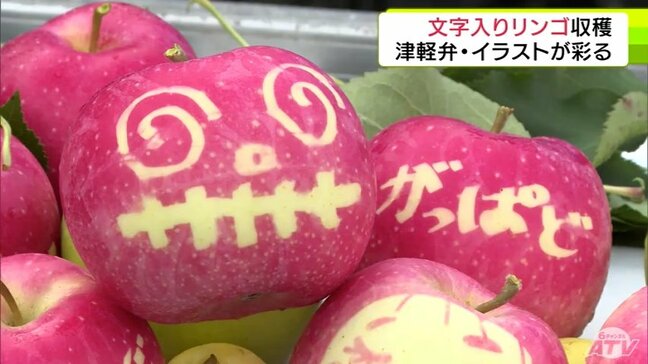 ハロウィン仕様のものも!? リンゴに浮かび上がる「じゃわめぐ」や「がっぱど」などの津軽弁 『絵・文字入りリンゴ』収穫「しばらく飾ったあとはおいしく食べてほしい」 青森県鶴田町|TBS NEWS DIG