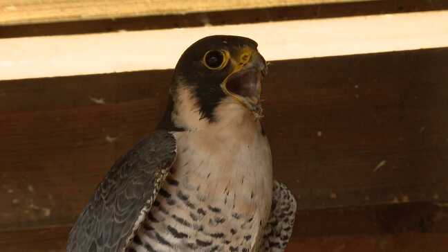目隠しされた一羽のハヤブサ 2か月の治療を経て山へ 「元気でいてほしい」地元の園児も見送り|TBS NEWS DIG