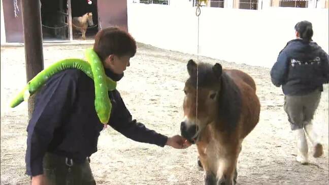 「全部ウマくいきますように」池田動物園でヘビから午（うま）へ干支の引継ぎ式【岡山】|TBS NEWS DIG