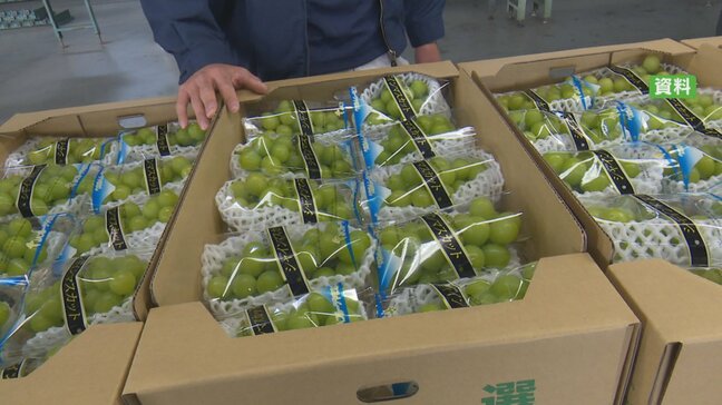 目視で行っている房の選別作業の機械化を目指す　県産ブドウのブランド力向上へ共同企業体が発足　山梨|TBS NEWS DIG