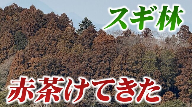 【花粉情報】三連休に本格的な花粉の飛散？週末から著しい高温予想で "ポールンロボ観測"16日の仙台24個 （16日午後4時現在）|TBS NEWS DIG