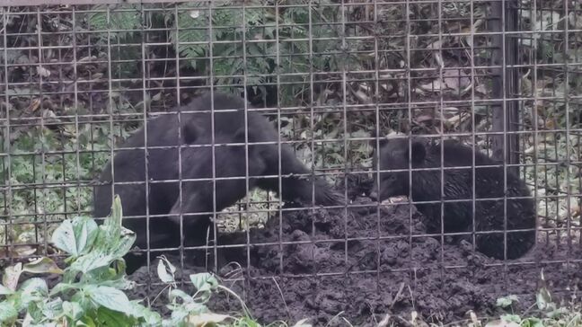 クマ被害多発 クマに襲われ死亡した人数過去最多となるなか…鳥取は今年クマ出没数が85%減 なぜ鳥取は今年クマが出ない? 理由は…|TBS NEWS DIG