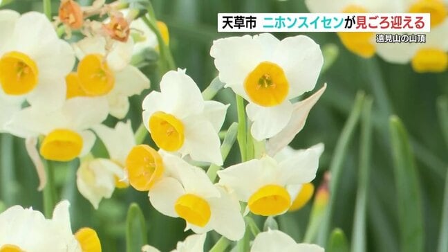 山頂に“可愛らしい白い花”　45万株の二ホンスイセンが見ごろ　熊本県天草市|TBS NEWS DIG