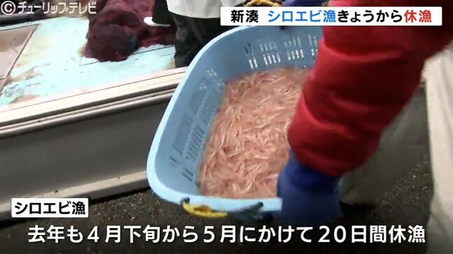 3.9トンの爆獲れがたった1キロ… ”富山湾の宝石”ことしも不漁か 漁獲量右肩下がりで早くも休漁に 富山|TBS NEWS DIG