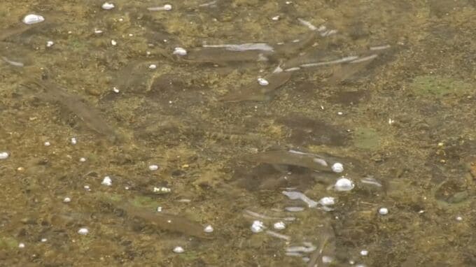 住宅街の用水路に大量「アユ」出現…住民驚き　勝手に捕っても良い？　確認してみると…|TBS NEWS DIG