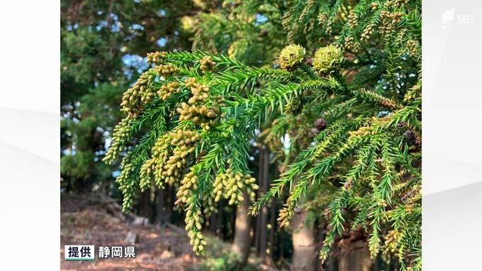 今年もムズムズ？ 静岡県のスギ花粉発生量"平年の1.9倍"の見込み|TBS NEWS DIG