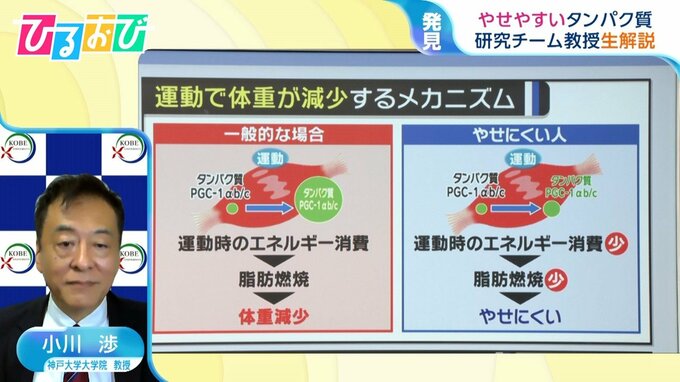 “やせやすくなるタンパク質”を発見 「増やせるの？」「薬の開発は」研究グループの教授が解説【ひるおび】|TBS NEWS DIG