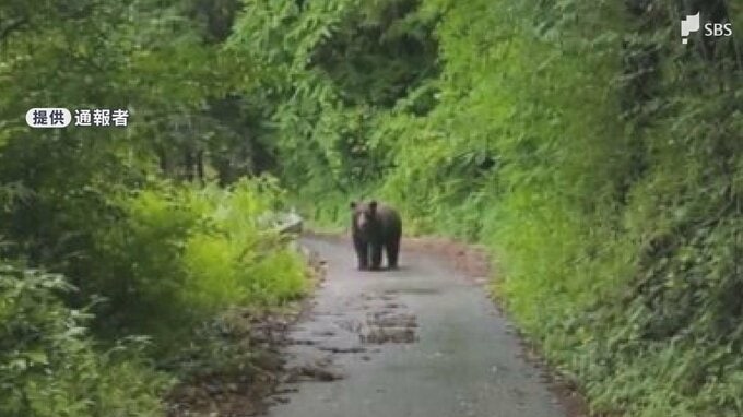 【クマ情報】道路を横切るクマ1頭 仕事帰りの会社員目撃 体長約1メートル 猟友会などが警戒＝静岡・小山町|TBS NEWS DIG
