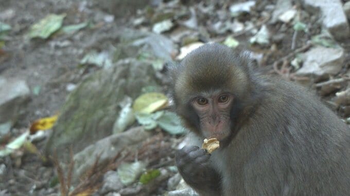 高崎山のサル個体数922匹　過去最少　理由はエサ場に下りてこないＣ群か　|　大分のニュース｜OBS NEWS｜大分放送