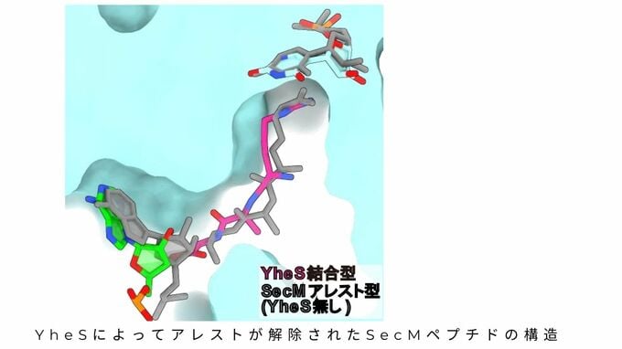リボソームの「詰まり」を解消する分子メカニズムを解明　YheSがtRNAを引っ張り "翻訳" を再始動【東京大学・岡山大学など】|TBS NEWS DIG