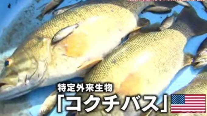 長良川のアユを守る！”天敵”コクチバスの完全駆除目指してクラウドファンディング 返礼品はアユや水うちわ　|　名古屋・愛知・岐阜・三重のニュース【CBC news】 | CBC web