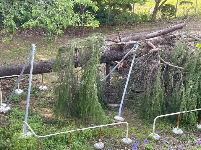 倒木が直撃しブランコ大破　「子どもがよく使う公園で…」市民からは以前に対策求める声が寄せられるも　広島　|　RCC NEWS | 広島ニュース | RCC中国放送