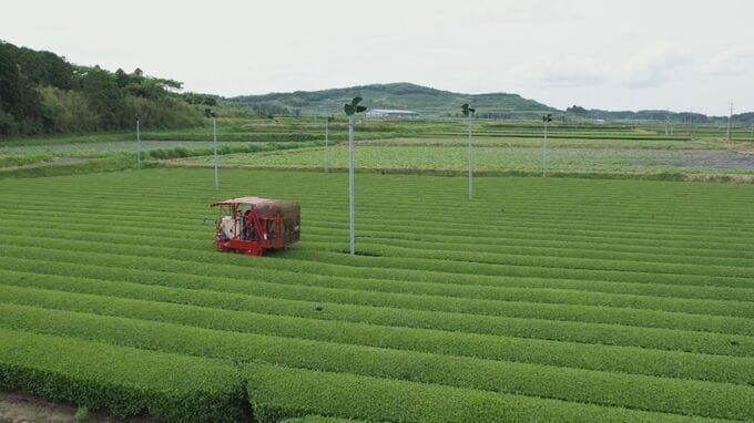 鹿児島が初めて全国トップに　2024年荒茶の生産量公表　二番茶以降で巻き返し　|　鹿児島のニュース｜MBC NEWS｜南日本放送
