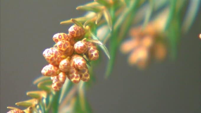 スギ花粉　飛散開始は１月下旬から　飛散量は東日本で平年を上回る予想　西日本は過去10年の最多に匹敵か|TBS NEWS DIG