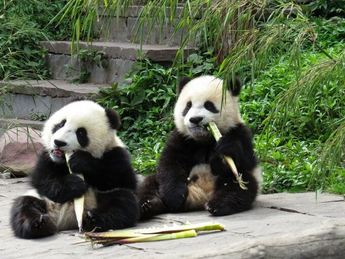 中国の「パンダ外交」、2頭がアトランタへ－訪米中の習近平氏が発表