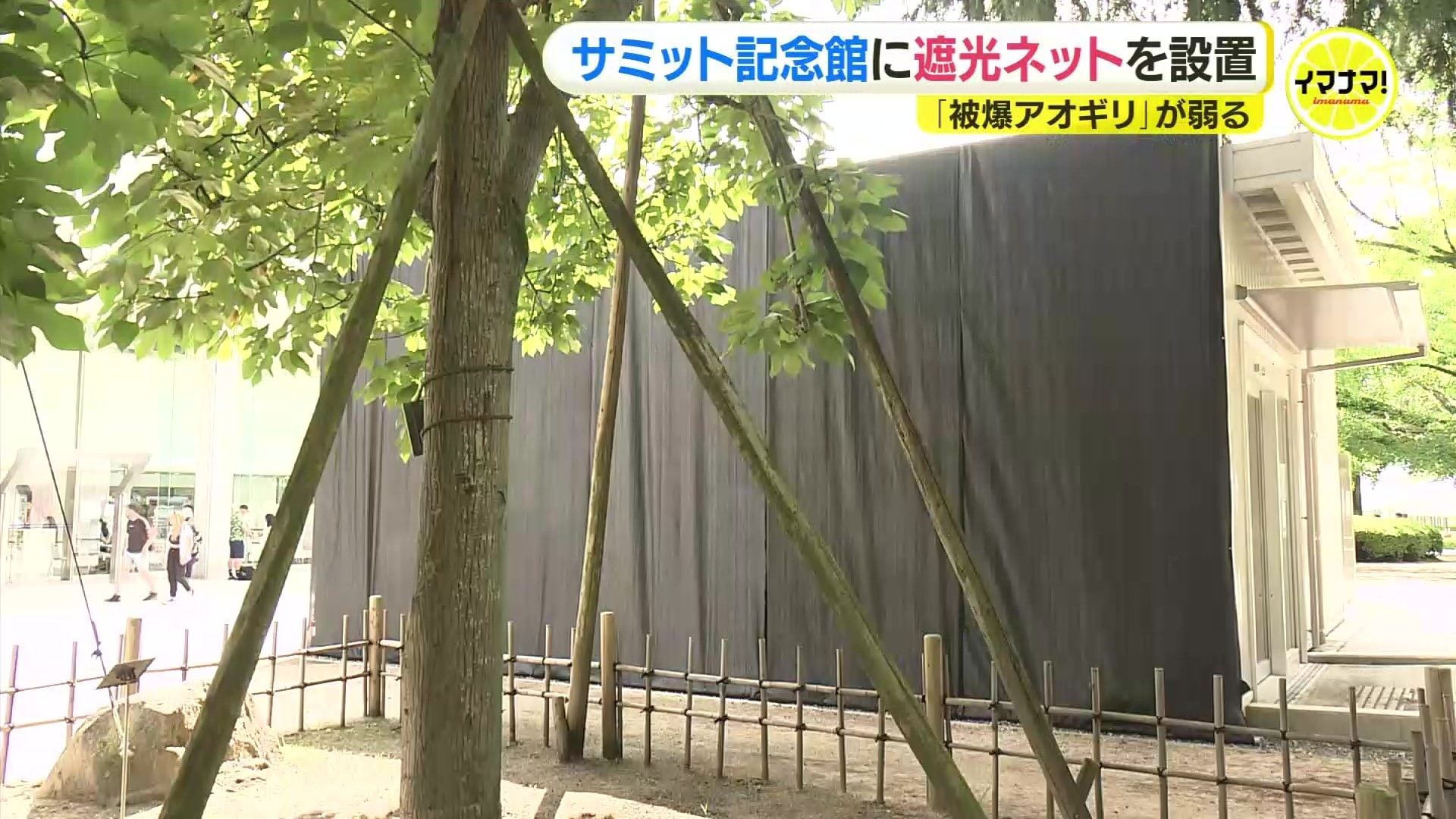 原爆生き抜いた「被爆アオギリ」弱る G7広島サミット記念館に遮光