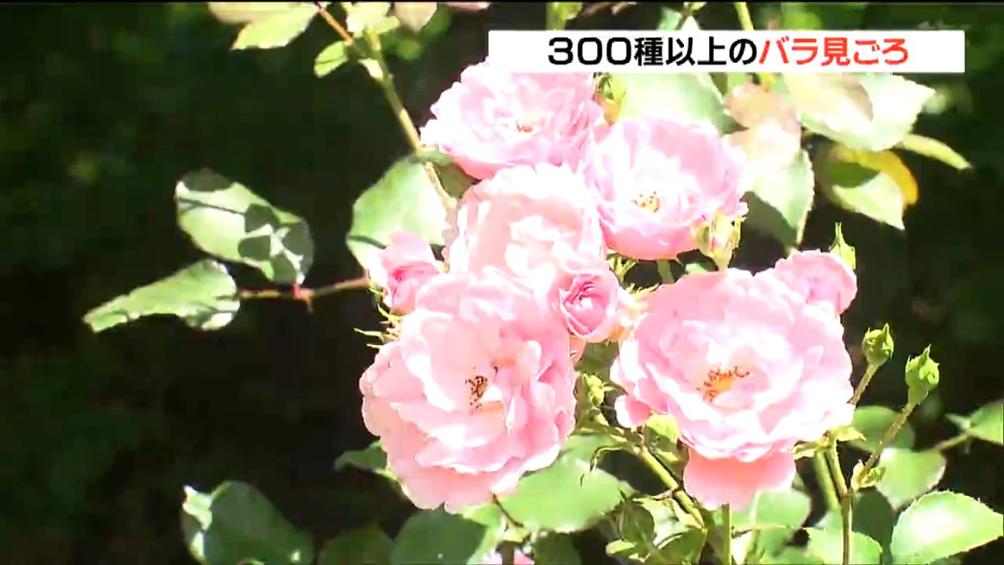 遅咲きも開花“バラの楽園”へ 色鮮やか5000株咲き誇る 宮城・加美町