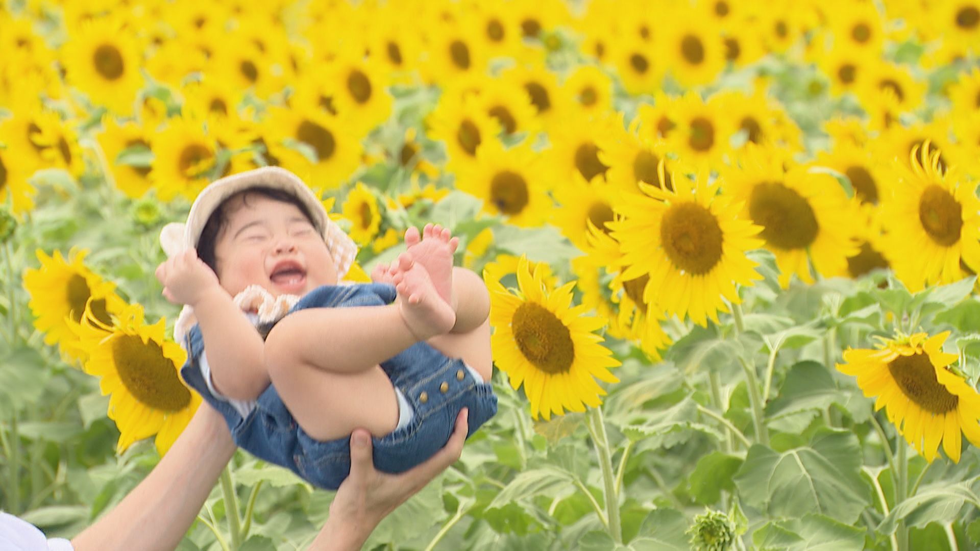 ひまわりのようにスクスクと…約1万5000本が満開 ｢一斉に咲けば皆が元気