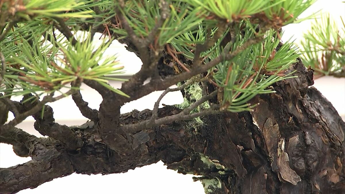 （売切）石付き黒松（荒川性） 売切）石付き黒松（荒川性） 売切）石付き黒松（荒川性） 【公式通販】