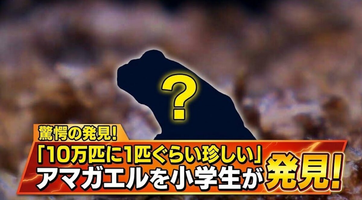 「10万匹に1匹ぐらい珍しい」アマガエルを小学生が発見！カマキリのえさ探しで奇跡の出会い　仙台うみの杜水族館で緊急展示