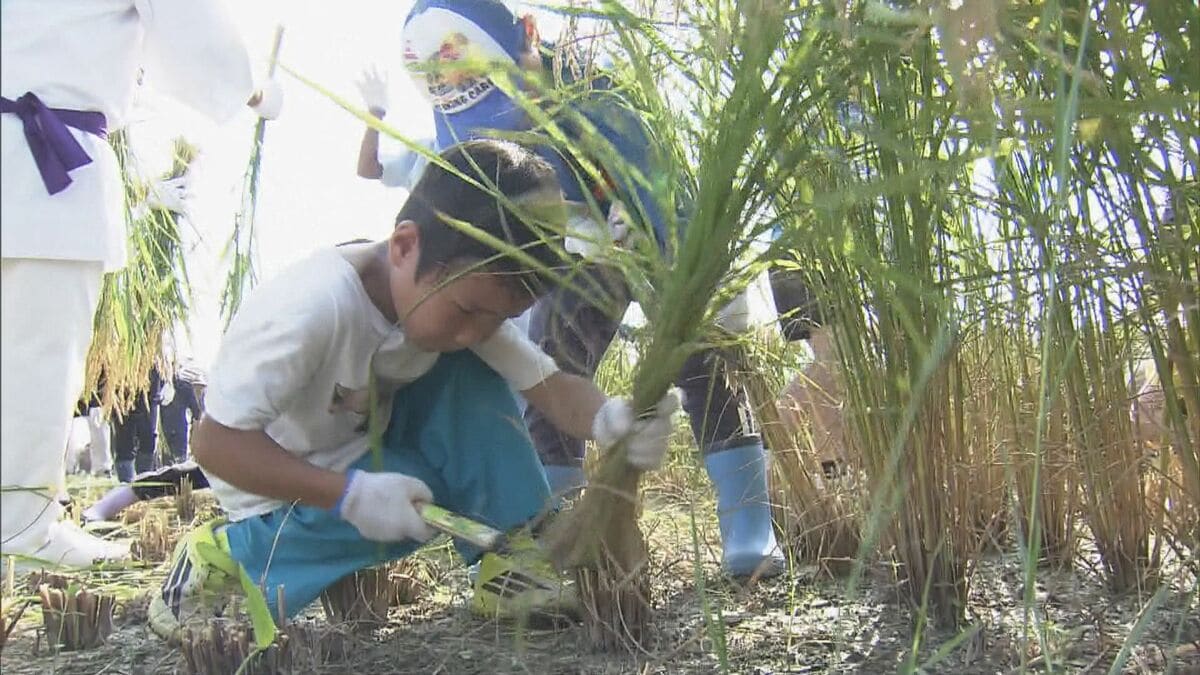 「稲作の大切さ知って」伊勢神宮の神嘗祭に向けて初穂の稲刈り　地元の約130人が手作業で
