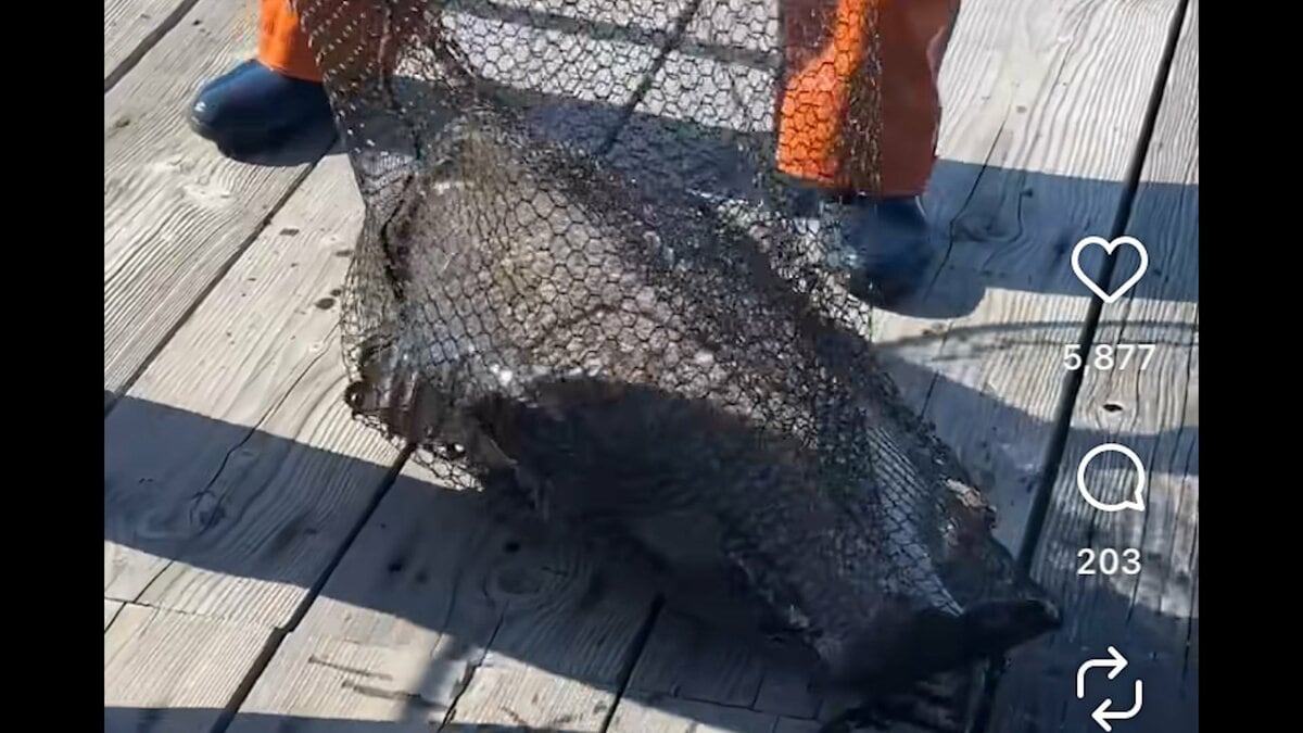 何者かがいけすに大型肉食魚「アカメ」を放流か...海上保安庁が器物損壊など視野に調べ進める　「何を考えているのかわからない」と業者からは困惑の声【高知】