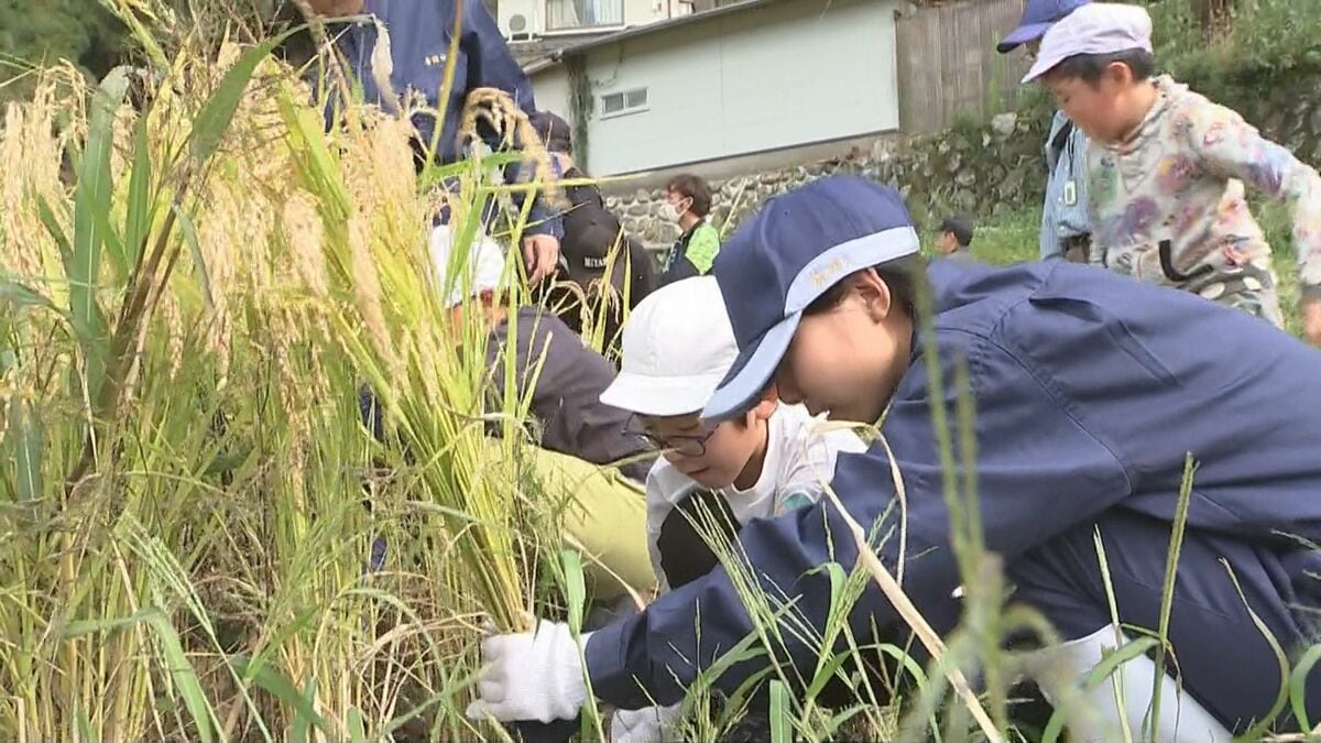 高校生から鎌の使い方学ぶ　小学生が手作業の稲刈り体験　収穫米は白米に