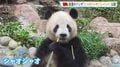 東京の上野動物園から返還の双子パンダ「シャオシャオ」「レイレイ」中国・四川省で公開 朝から多くの人が駆けつける| TBS CROSS DIG with Bloomberg