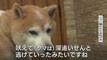 【クマ人身被害】散歩中の愛犬が妻を守ったか…用水路から飛び出してきたクマに「犬が吠えて逃げていった」緊急銃猟で12発の発砲、体長150センチ、体重86キロの成獣を駆除　富山|TBS NEWS DIG