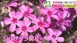 桜前線を追い抜きシバザクラ「開花宣言」北海道滝上町 例年より1週間早く1985年以降で最も早い宣言に|TBS NEWS DIG