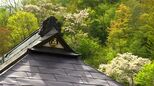 【映像】戸赤のヤマザクラ 福島・下郷町【カメラめせん】|TBS NEWS DIG
