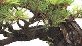 香川県特産の”黒松盆栽”「検疫の課題を解消してアメリカへも輸出解禁へ」県・高松市が農水省に働きかけ|TBS NEWS DIG
