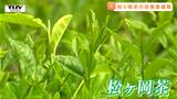 150年前の「幻の紅茶」松ヶ岡茶が飲めるのは、松ヶ岡開墾場のカフェのみ!?茶葉の摘み取り最盛期(山形・鶴岡市) | 山形のニュース│TUYテレビユー山形