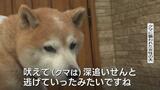 【クマ人身被害】散歩中の愛犬が妻を守ったか…用水路から飛び出してきたクマに「犬が吠えて逃げていった」緊急銃猟で12発の発砲、体長150センチ、体重86キロの成獣を駆除　富山|TBS NEWS DIG