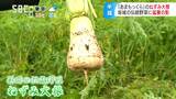 「あまもっくら」として「おしぼりうどん」に欠かせない「ねずみ大根」がピンチ 松尾芭蕉にも詠まれた特産が猛暑の影響で収穫量が2年連続で半分に「全国の人に来てもらえる収量がほしい」頭を悩ます生産者 | SBC NEWS | 長野のニュース | SBC信越放送