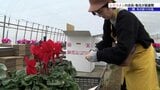 クリスマス、年末年始に向けシクラメンの出荷最盛期迎える　岩手・一関市　|　IBC NEWS | IBC岩手放送