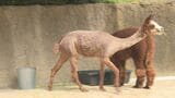 動物園のアルパカ“毛刈りで夏の装いに”ハートマーク模様も　山口・宇部　|　山口のニュース・天気・防災｜tys NEWS｜ｔｙｓテレビ山口