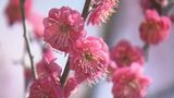 熊本で“梅開花” 春の足音に受験生もホッとひと息「あとは信じるしかない」 | 熊本のニュース|RKK NEWS|RKK熊本放送