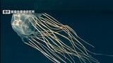 海の危険生物被害「観光シーズン・観光地・観光客」が中心…有毒のハブクラゲとカツオノエボシで異なる対処法【夏休みを安全に】 | 沖縄のニュース|RBC 琉球放送