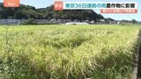 新たに台風27号が発生 関東日差し戻るも、東京都心では“36日連続の雨”に コメなどの農作物にも影響 来週はじめに小笠原諸島に近づくおそれ|TBS NEWS DIG
