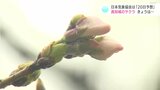 今シーズン5回目の観測も、サクラ開花はまだ…日本気象協会は「20日」予想、20日は真冬並みの寒さでどうなる? | 高知のニュース・天気|KUTV NEWS | KUTVテレビ高知