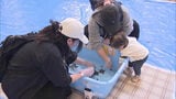 “生きた化石”カブトガニ触る体験も　北九州市の商業施設で「移動水族館」|TBS NEWS DIG