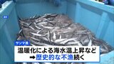 サンマの漁獲量、去年並みの低い水準か 歴史的不漁続く|TBS NEWS DIG